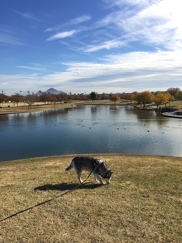 dog-in-park-phoenix