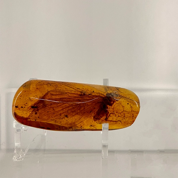 insect-amber-inclusion-amber-museum-4-days-in-gdansk