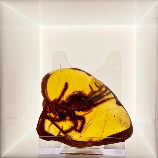 spider-amber-inclusion-amber-museum-4-days-in-gdansk