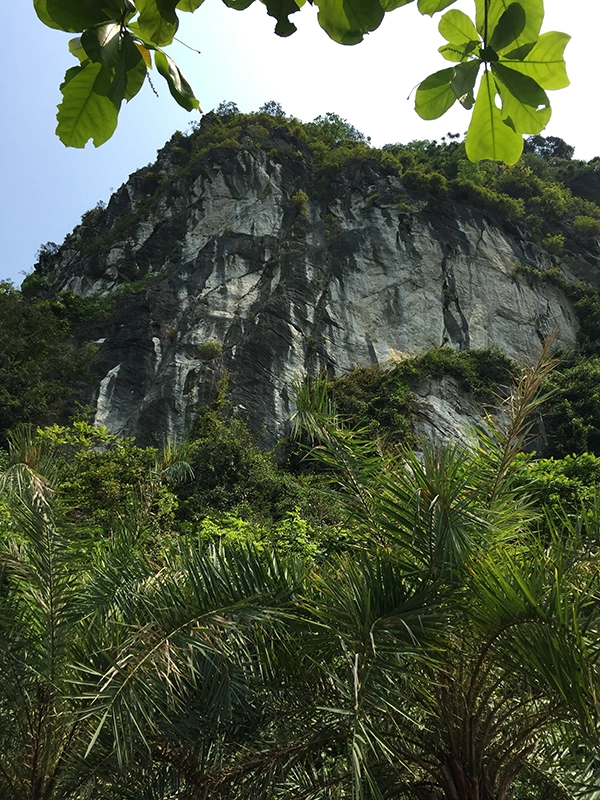 ha-long-bay-jungle-limestone-mountain