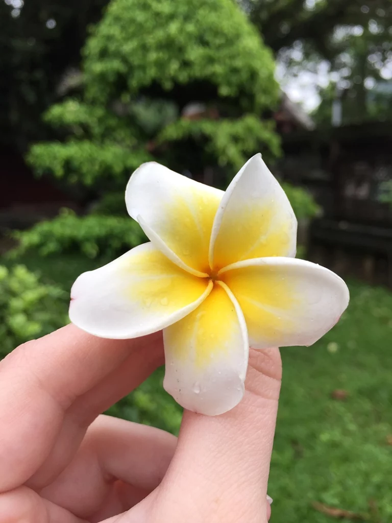 pretty-vietnamese-flower