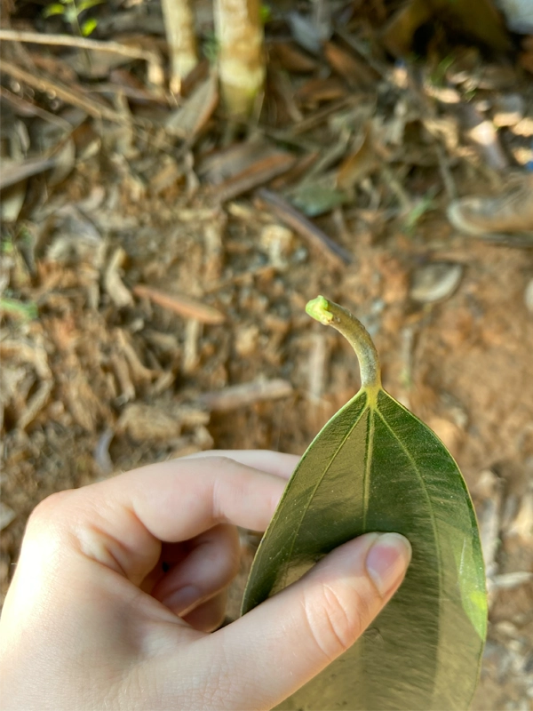 cinnamon-leaf-vietnam