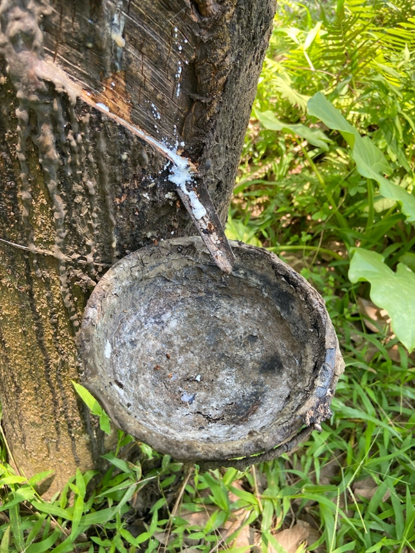 rubber-tree-harvest-bowl-vietnam