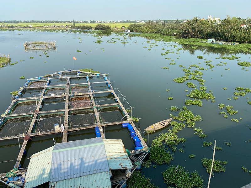 fish-farm-hoian