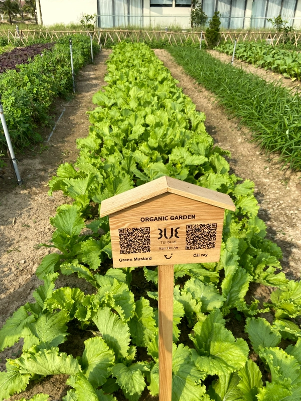 tui-blue-nam-hoi-an-organic-garden-salad