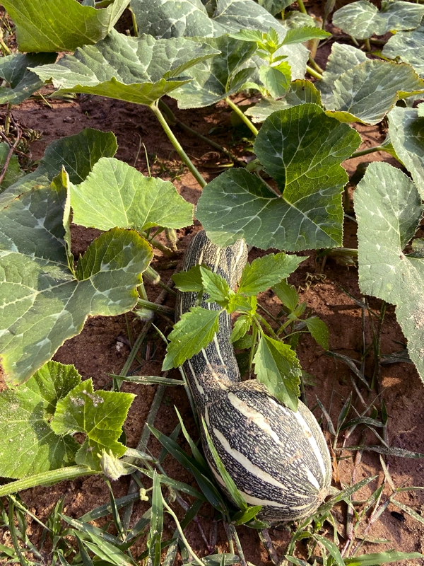 organic-garden-zucchini