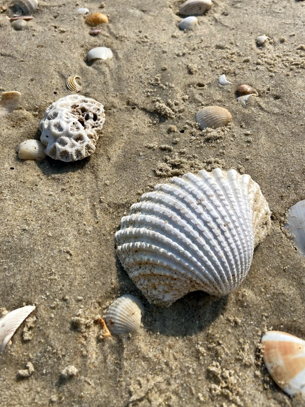 seashells-beach