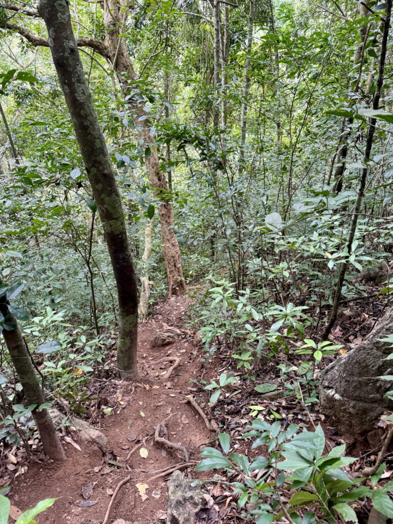 Way to Ngự Lâm Peak Cat Ba National Park