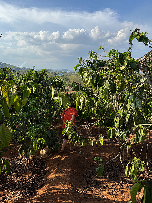 coffee-plantation-elon-farm