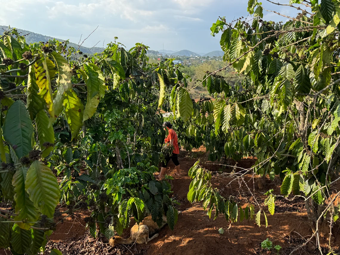 elon-farm-coffee-farm-da-lat-gia-lam