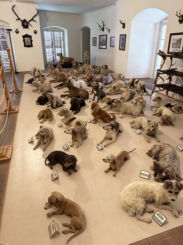 stuffed-dogs-bitov-castle