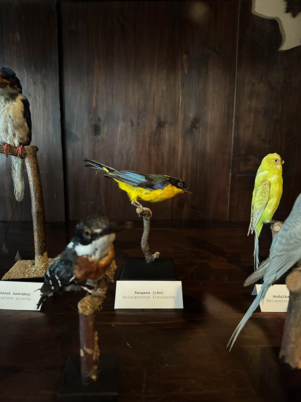 stuffed-birds-bitov-castle