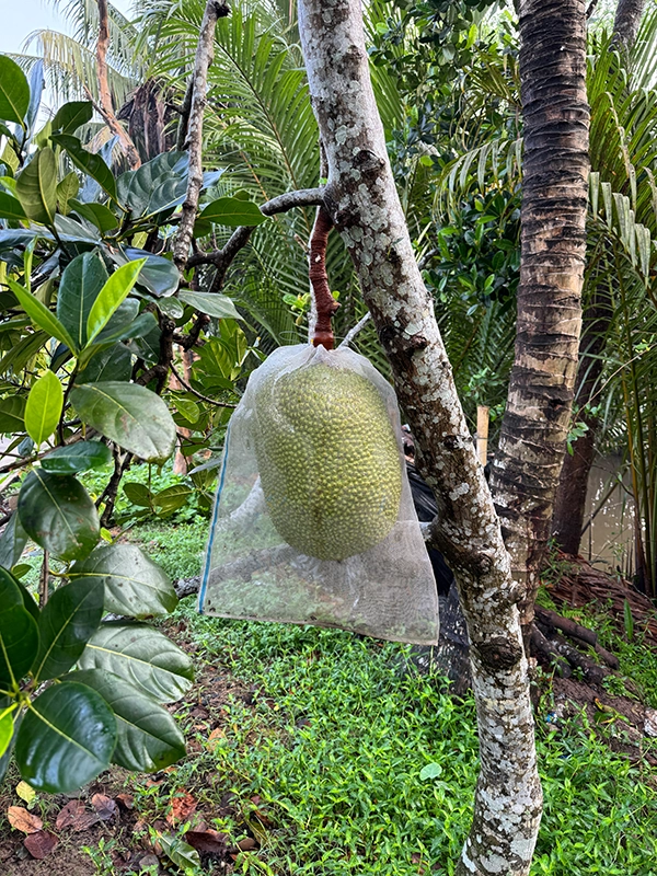 jackfruit-on-tree-mekong-delta