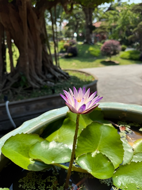 lotus-flower-silk-village-hoian