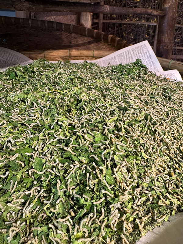 silkworms-silk-village-hoian